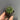 Echinopsis hybrid 'Nongtaojin', 3-4cm