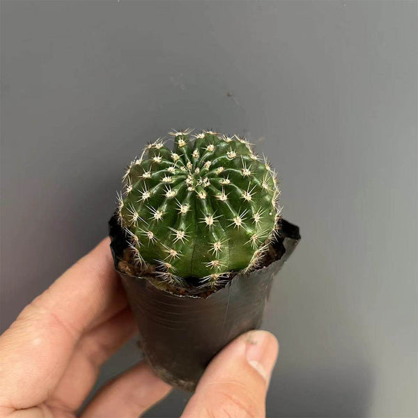 Echinopsis hybrid 'Nongtaojin', 3-4cm