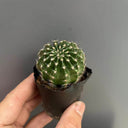 Echinopsis hybrid 'Nongtaojin', 3-4cm