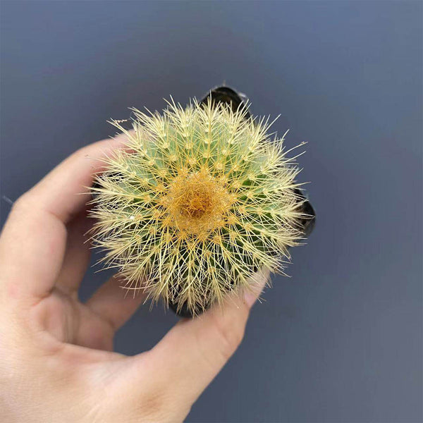 Parodia schumanniana, 4-5cm