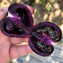 W1357 Blueberry Fruit Tomato, 100 Seeds