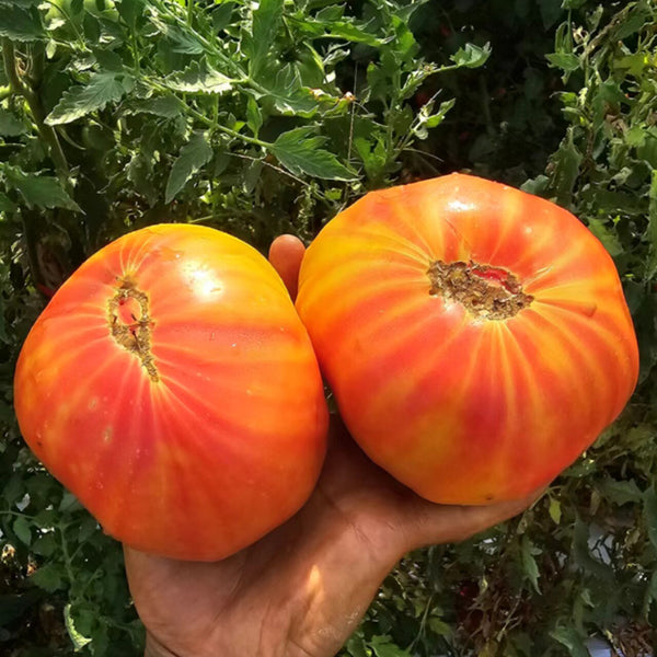 756 Rhode Heirloom Tomato, 5 Seeds