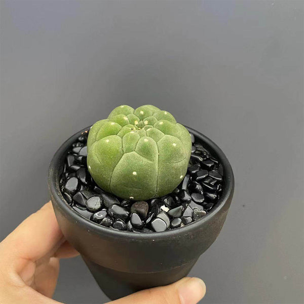 Matucana madisoniorum, 3-4cm