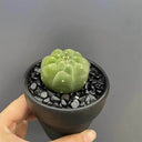 Matucana madisoniorum, 3-4cm