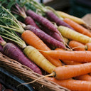 Rainbow Carrot, 1500 Seeds