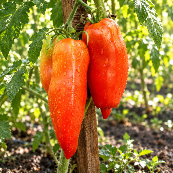 510 Hog Heart Tomato, 5 Seeds