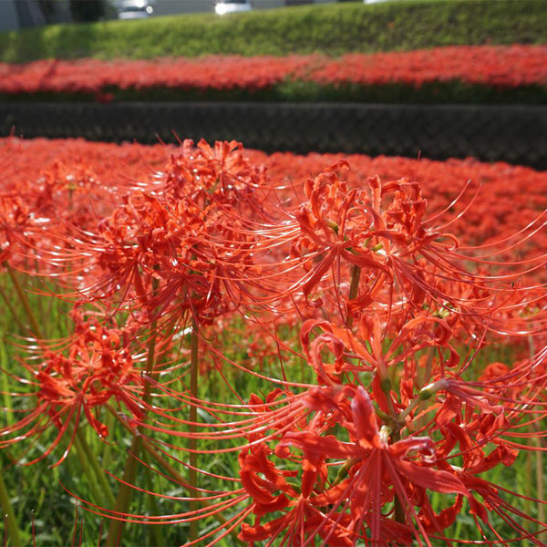 Red Spider Lily, 3 Bulbs