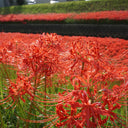 Red Spider Lily, 3 Bulbs