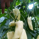 Specialty White Chili Pepper, 10 Seeds