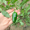 Heirloom Jalapeño Pepper, 10~20 Seeds