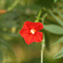 Red Maple Leaf Cypress Vine, 5 Seeds