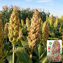 'Bainuo No.1' White Waxy Sorghum Seeds, 40g