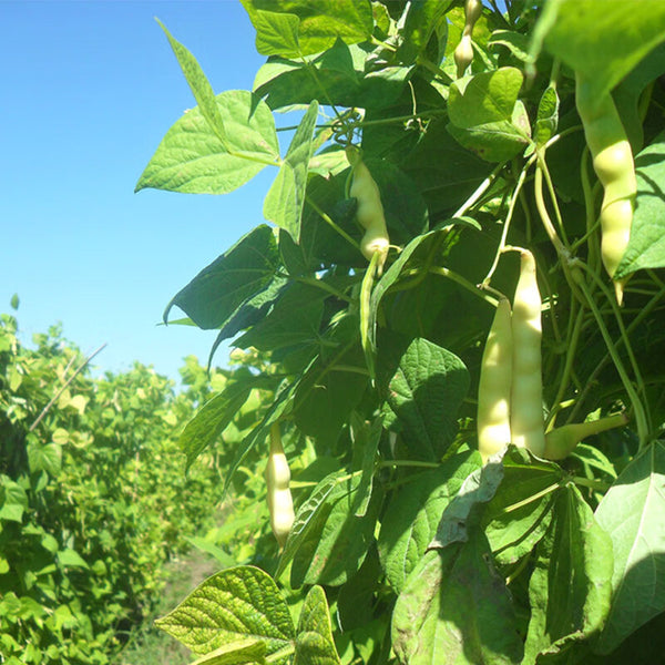 'Rabbit's White Eye' Oil Bean, 50 Seeds