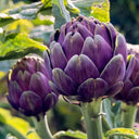 Artichoke, Purple