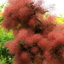 Smoke Tree Seeds, 10 Grams ≈ 80 Seeds