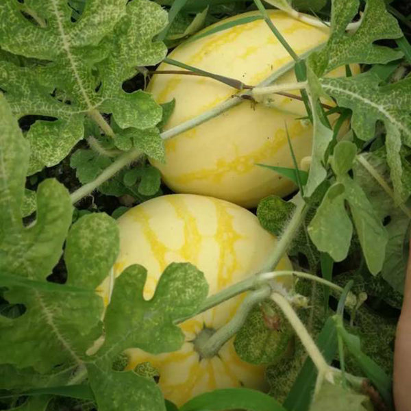 'Golden No.3' Watermelon Hybrid, 10 Seeds