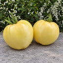 508 Reinhard's White Heart Tomato, 5 Seeds