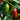 Heirloom Jalapeño Pepper, 10~20 Seeds