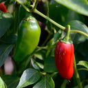 Heirloom Jalapeño Pepper, 10~20 Seeds