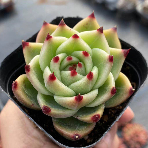 Echeveria Agavoides 'Blue Dragon', 2pcs x 1-head