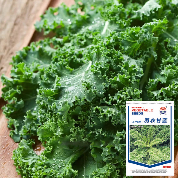 Curly kale Seeds, 10g