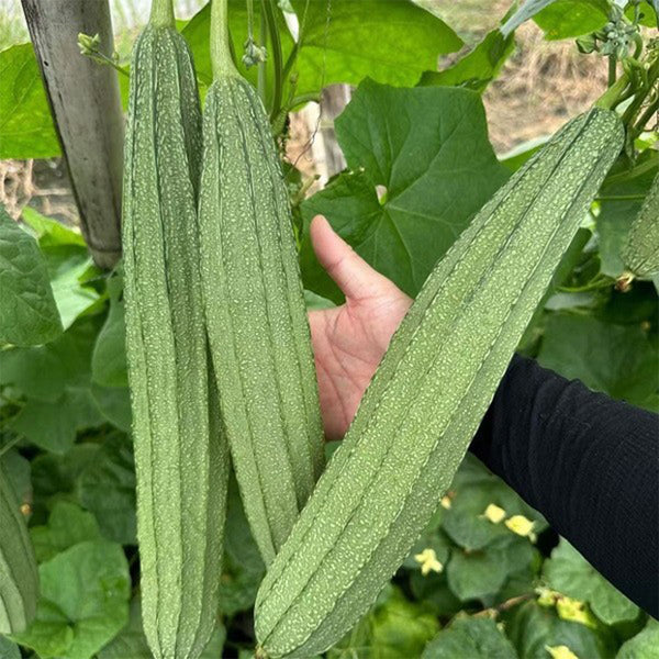 Meiling No.1 Luffa Seeds, 10g