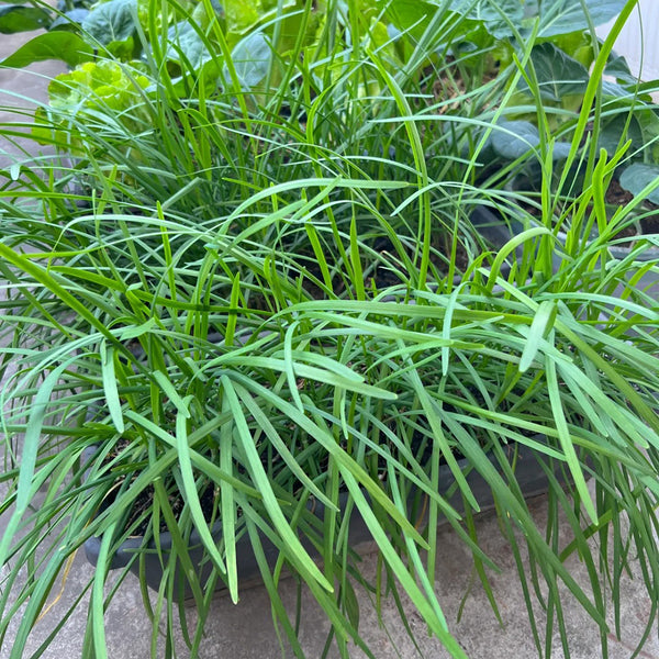 Fine-Leaf Snow Leek Seeds, 10g
