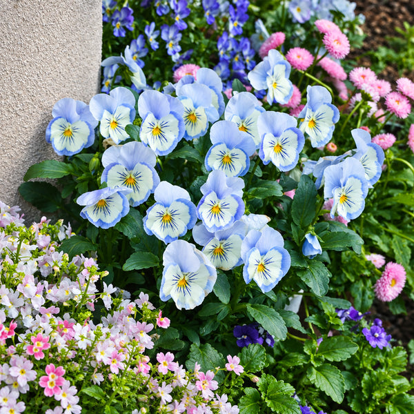 U2336 Cats Plus Marina F1 Pansy, 5 Seeds
