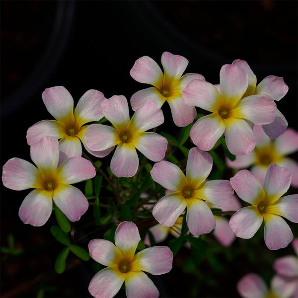 Oxalis obtusa Series Bulb - 'Crescent', 2 Bulbs