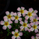 Oxalis obtusa Series Bulb - 'Crescent', 2 Bulbs