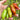 523 Sweet Casady Tomato, 5 Seeds