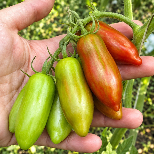523 Sweet Casady Tomato, 5 Seeds