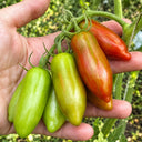 523 Sweet Casady Tomato, 5 Seeds