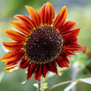 HEL09 Red Sunflower, 100 Seeds
