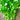 Farmhouse Large-leaf Cilantro Seeds, 50g