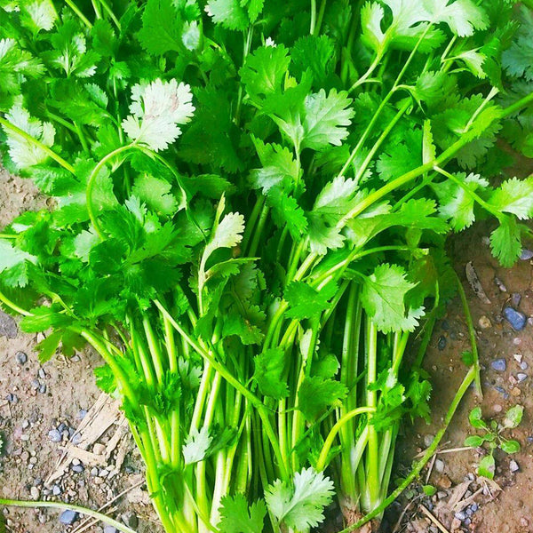 Farmhouse Large-leaf Cilantro Seeds, 50g