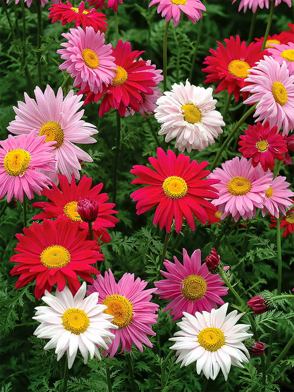 Chrysanthemum, Robinson's Mix