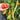 Ten Fingers of Naples Tomato, 10-15 Seeds
