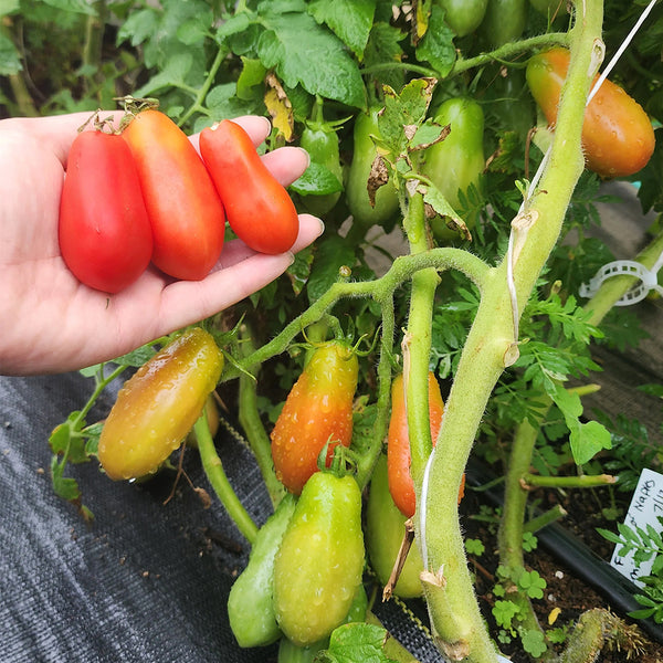Ten Fingers of Naples Tomato, 10-15 Seeds