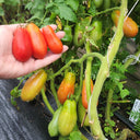 Ten Fingers of Naples Tomato, 10-15 Seeds