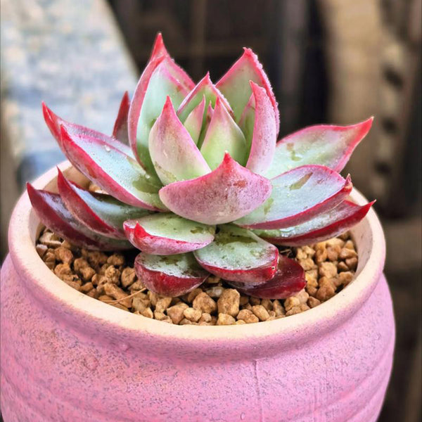 Echeveria cv. 'Fairy of Stunning Grace', 2pcs x 1-head
