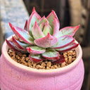 Echeveria cv. 'Fairy of Stunning Grace', 2pcs x 1-head