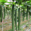 Meiling No.2 Luffa Seeds, 10g
