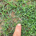 Bermudagrass, 50 Grams Hulled Coated Seeds