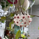 Hoya trinervia 'Splash', 5 Cuttings