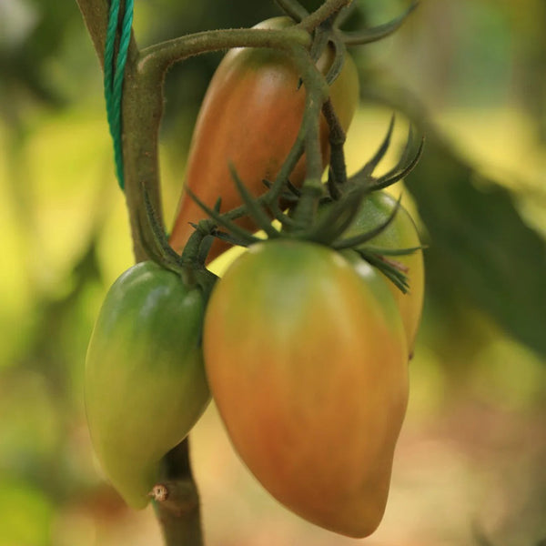 Super Sweet Mango Honey Tomato, 10 Seeds