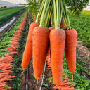 'H1182 F1' Carrot Seeds, 10g