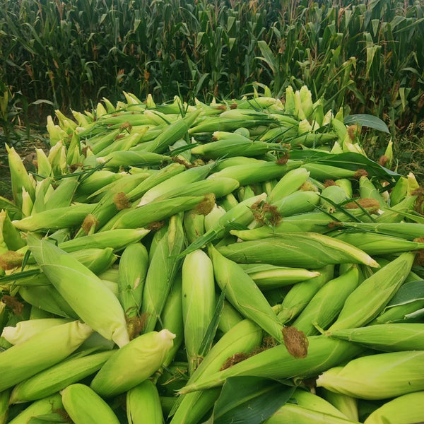 Huangnuo 589 Waxy Corn Seeds, 100g
