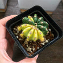 Echinopsis subdenudata Variegata Live Cactus