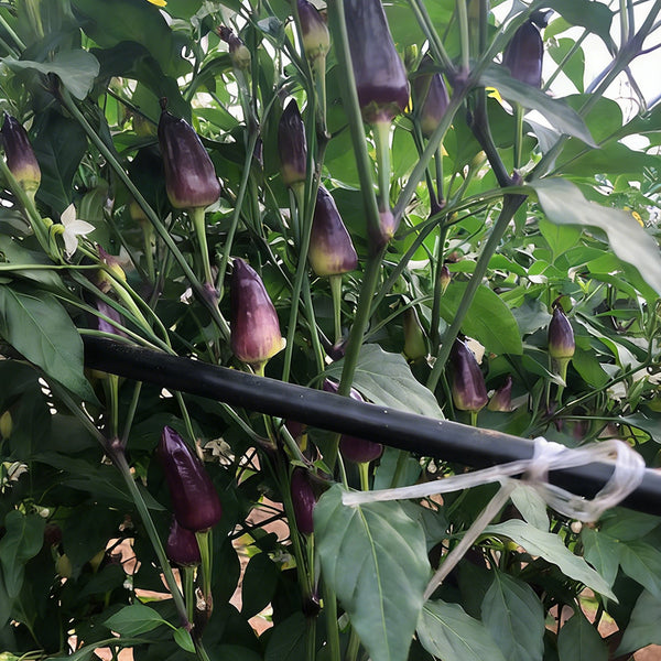 Purple Tower Facing-Heaven Pepper Seeds, 0.2g